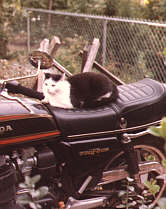 Mikey naps on motorbike