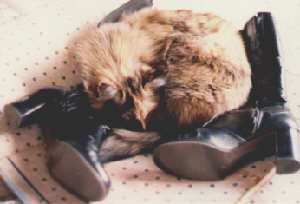 Asleep on boots