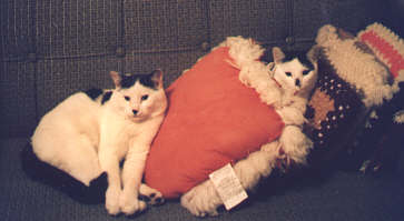 Tommy and Maurice pillows