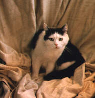 resting on curtains