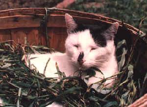 Maurice in weed basket
