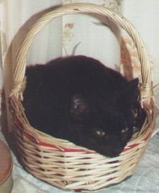 Katya in the basket