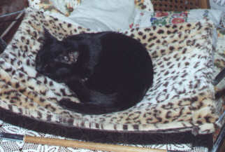 Katya on kitty hammock