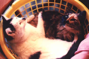 the yin and yang of cat napping Maurice and Janine
