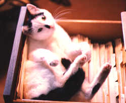 Maurice in file drawer
