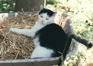 Mikey in the wheelbarrow