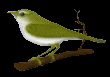 singing  green bird
